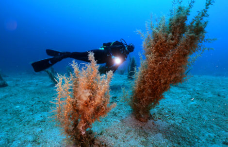 advanced-open-water diving in Bodrum with Aquapro