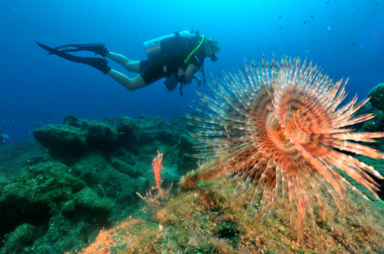 Open Water Dive Course in Bodrum